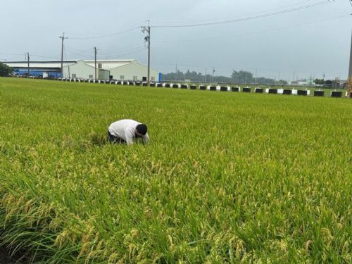稻米安全管理制度，築起四道防線，守護全民餐桌